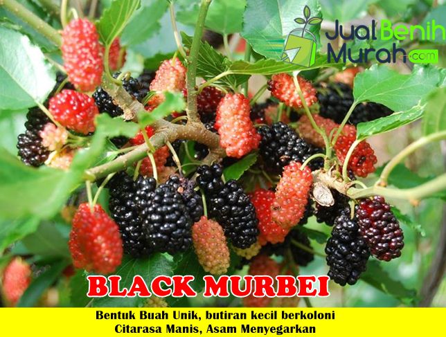 Bibit Black Murbei