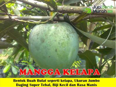 Bibit Mangga Kelapa Unggul