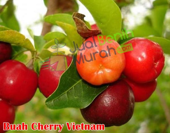 Buah cherry Vietnam
