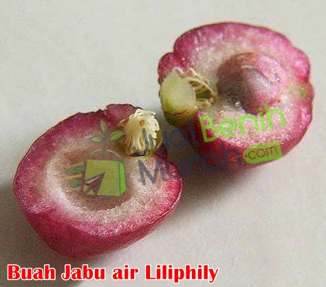Bibit jambu air lili phily