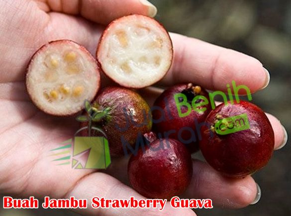 Buah jambu strawberry guava