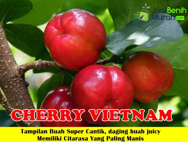 Bibit Cherry Vietnam