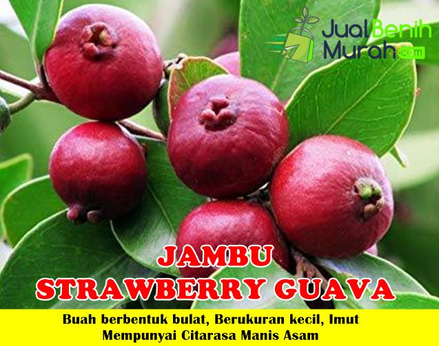 Jambu Strawberry Guava