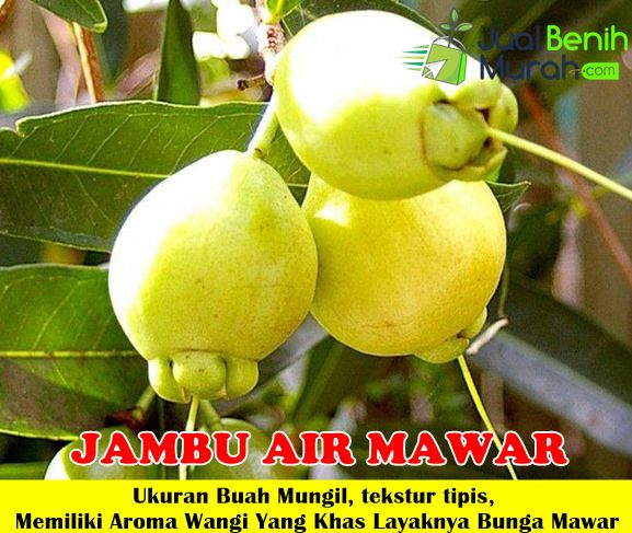 Bibit Jambu air mawar