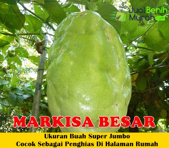 Bibit Markisa Jumbo