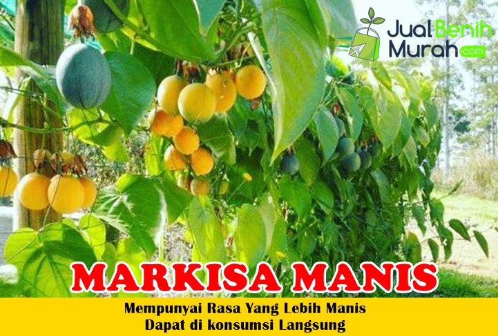 Bibit Markisa Manis