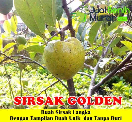 Bibit Sirsak Golden