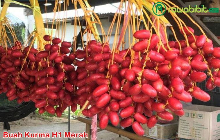 Buah Kurma H1 merah