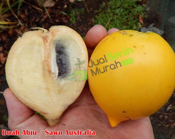 Buah abiu sawo australia