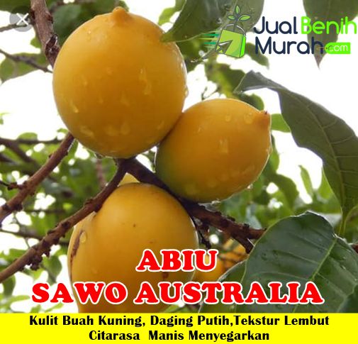 Bibit Abiu sawo australia