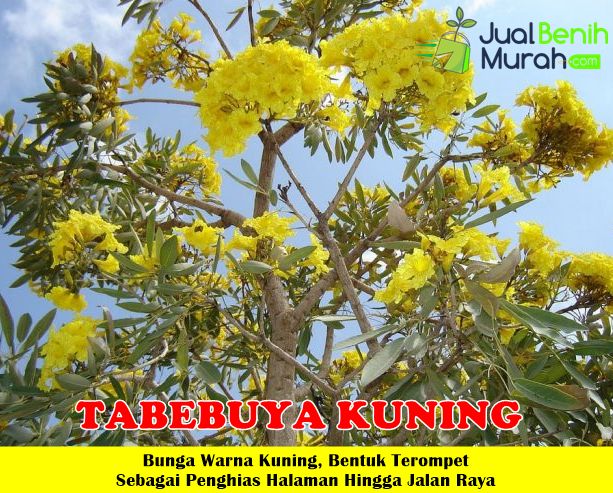 Tanaman Tabebuya Kuning