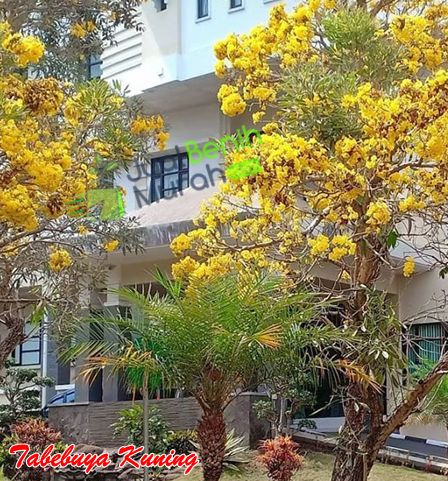 Tabebuya Kuning