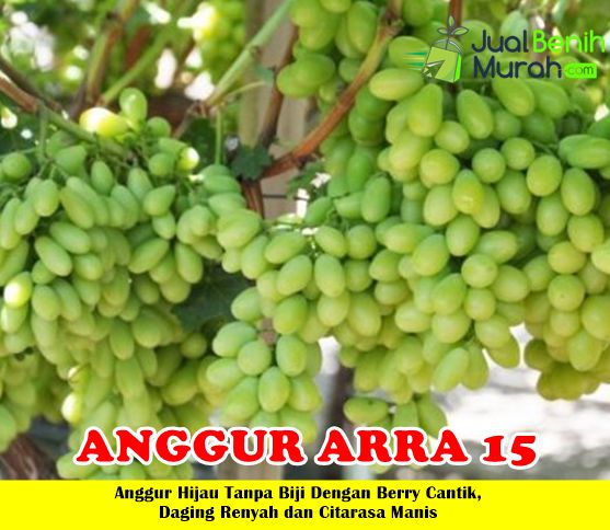 Bibit Anggur Arra 15 super