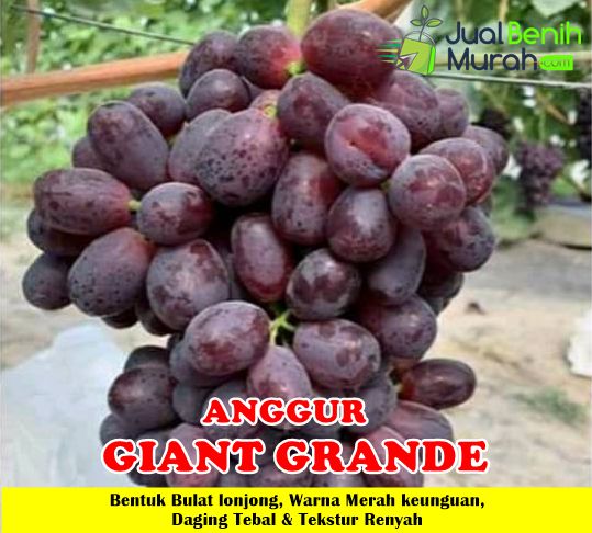 Bibit Anggur Giant Grande Super