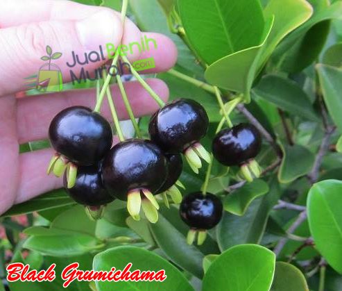 Cerry Black Grumichama