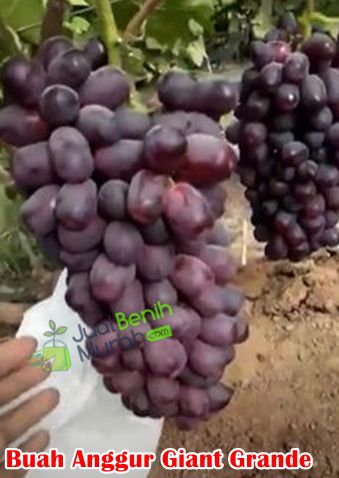Buah Anggur Giant Grande