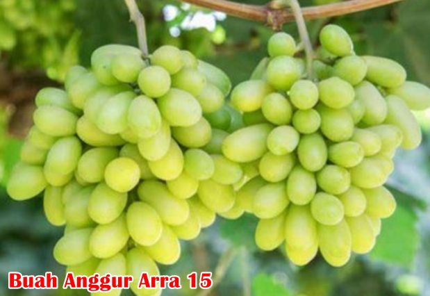 Buah anggur arra 15