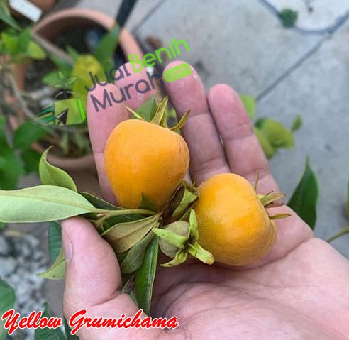Bibit Cerry Yellow Grumichama
