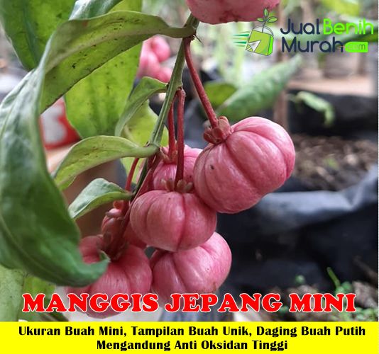 Bibit Manggis Jepang Mini