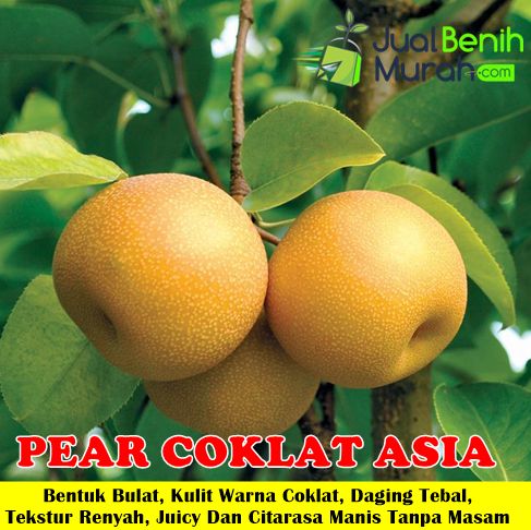 Bibit Pear Coklat Asia