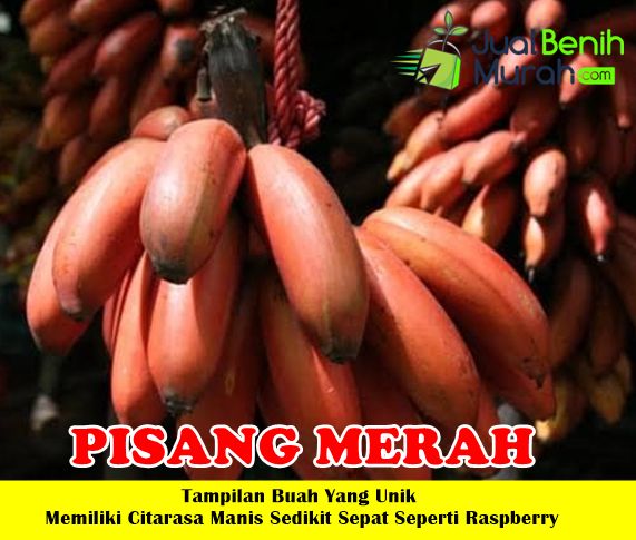 Bibit Pisang merah