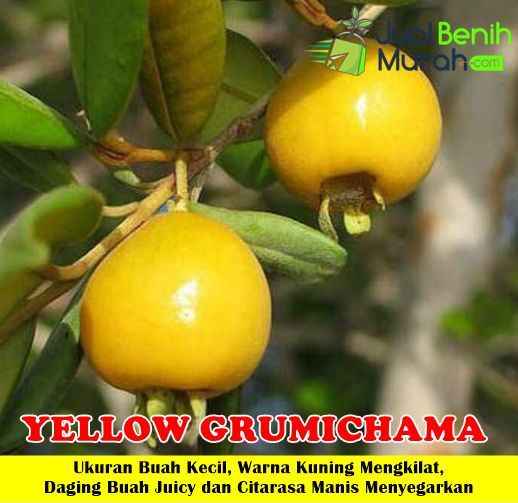Bibit Yellow Grumichama