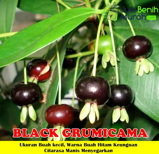 bibit Cerry Black Grumichama