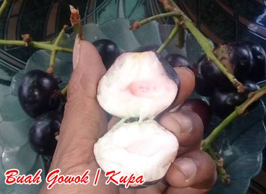 buah gowok