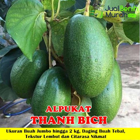 Bibit Alpukat Thanh Bich