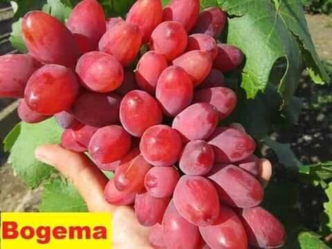 Anggur Bogema 3