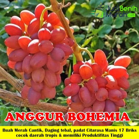 Bibit Anggur Bogema