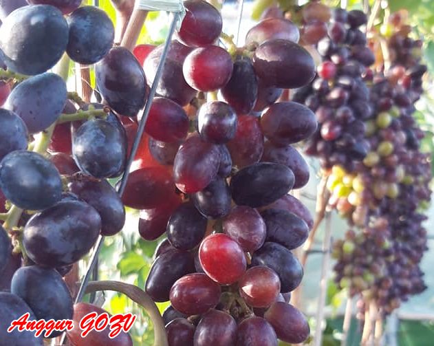 Anggur Gozv Hitam