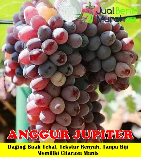 bibit Anggur Jupiter