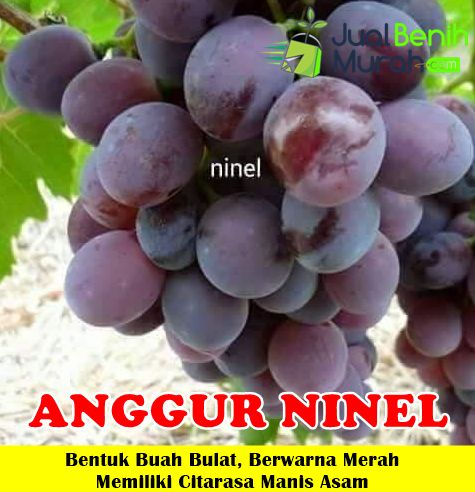Bibit Anggur Ninel