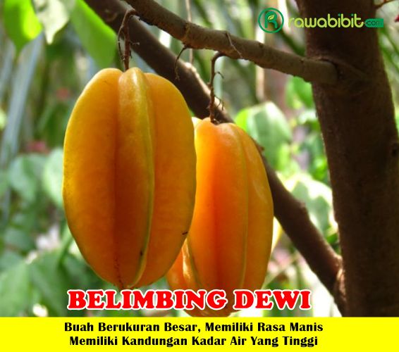 Bibit Belimbing Dewi