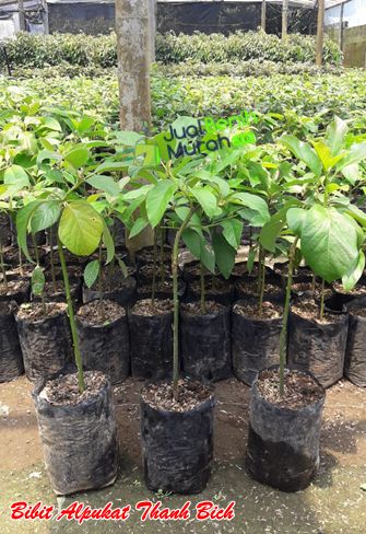 Bibit Alpukat Thanh Bich