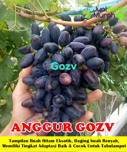 Bibit Anggur GOZV Unggul