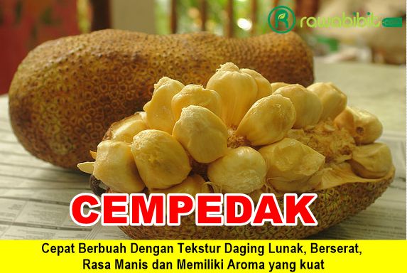 Bibit Cempedak