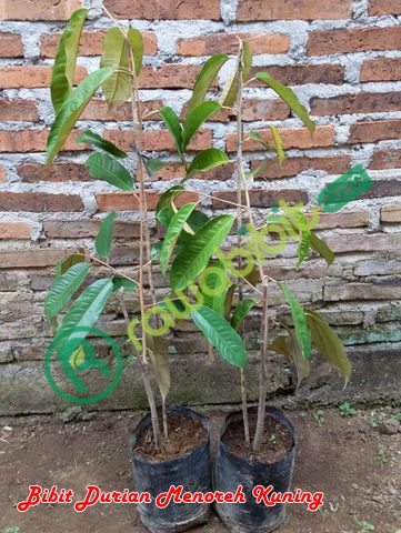 Bibit Durian menoreh