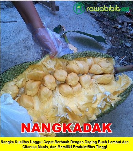 Bibit Nangkadak Super