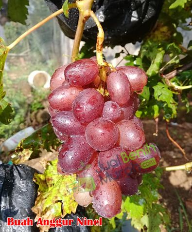 Buah Anggur Ninel
