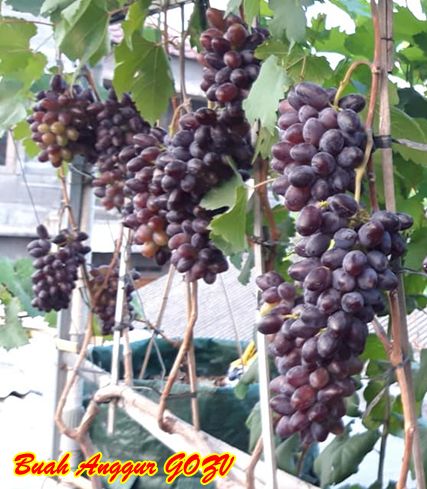 Buah anggur GOZV