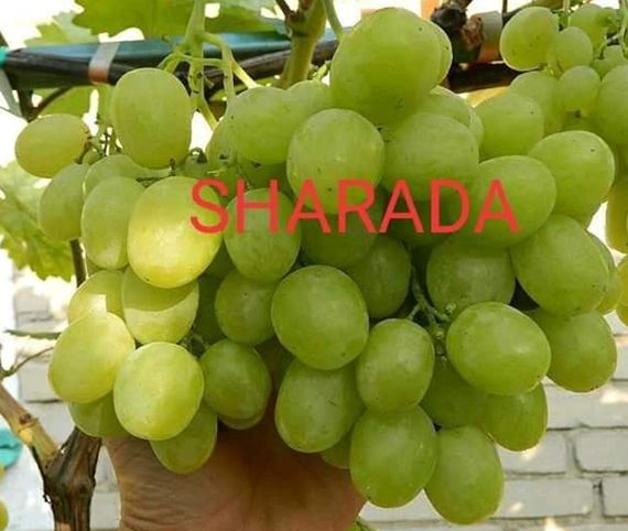 Buah anggur Sharada