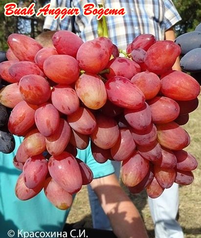 Buah anggur bohemia