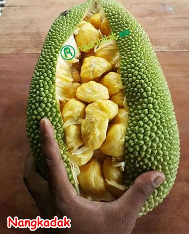 Buah nangkadak