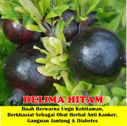 Bibit Delima Hitam