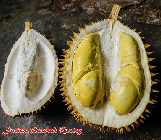 Durian Menoreh Kuning