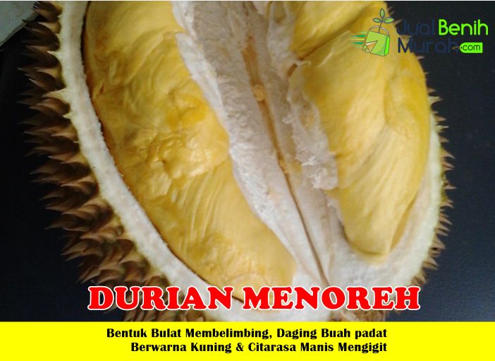 Bibit Durian Menoreh Kuning