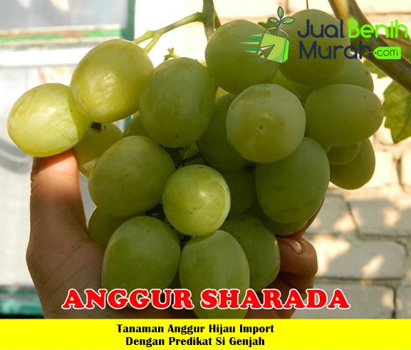 Bibit Anggur Sharada