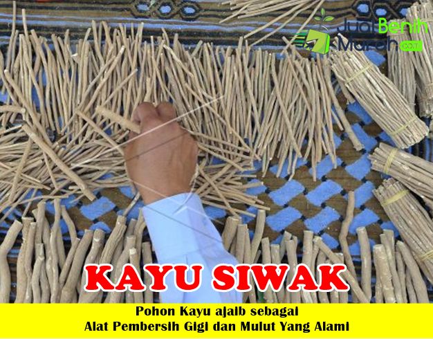 Bibit siwak